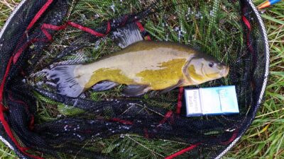 Tench ×2 — Vėžaičių
