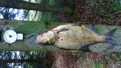 Carp bream, 2.0 kg — Drūkšiai