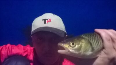 chub, 0.5 kg