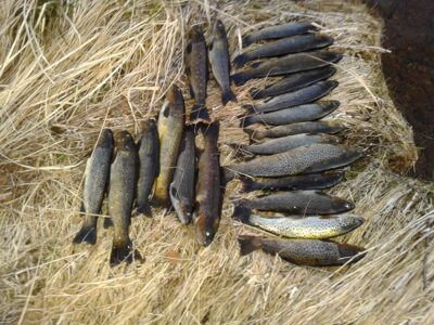 Ocean Trout ×21