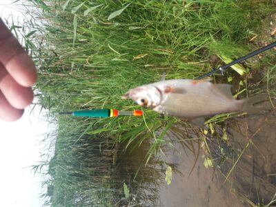 Carp bream — Sartai