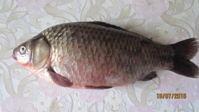 Crucian carp, 0.7 kg