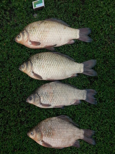 Prussian carp ×4