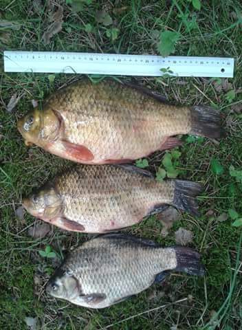 Crucian carp, 1.2 kg — Pravalas