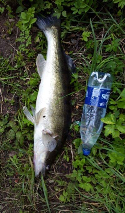 Pike perch, 3.8 kg — Vaitiekūnų