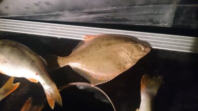 European plaice — Kuršių