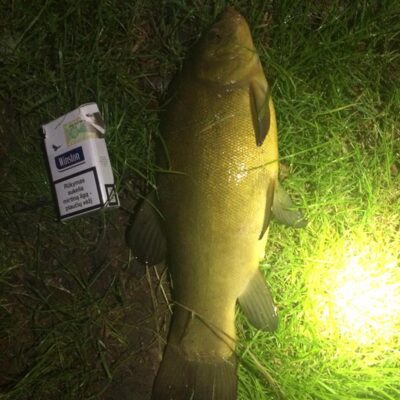 Tench, 1.1 kg — Шешупе