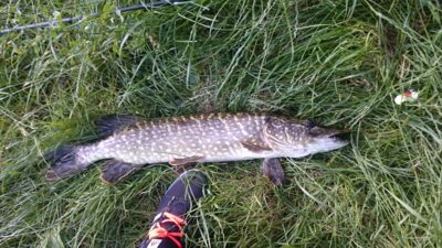 Northern Pike, 2.5 kg