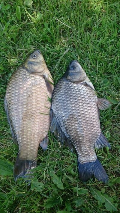 Prussian carp, 0.5 kg — Sujainių