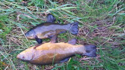Tench, 1.5 kg — Elektrėnai reservoir