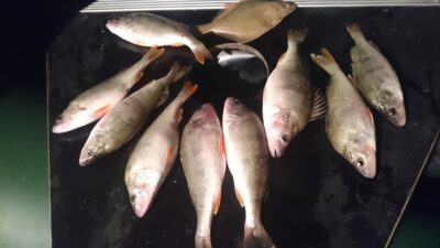 Eurasian perch ×9 — Kuršių