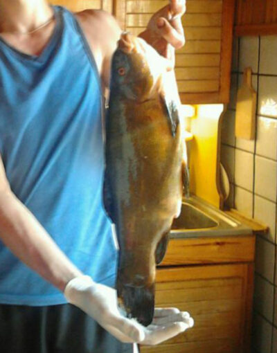 Tench, 1.9 kg