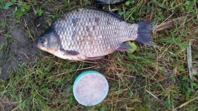 Prussian carp, 0.7 kg — Babrukas
