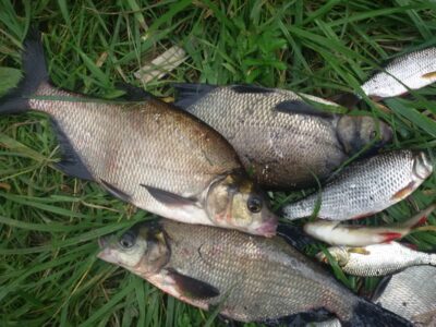 Carp bream ×15