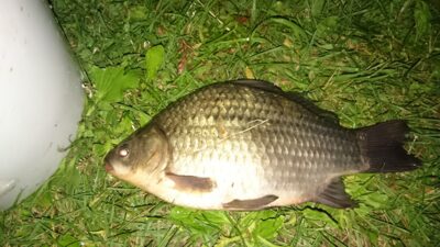 Prussian carp, 0.6 kg — Sujainių