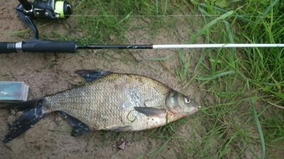 Carp bream, 1.0 kg — Minija