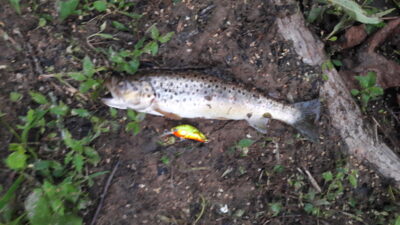 Brown Trout — Minija