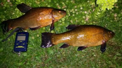 Tench ×2