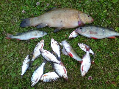 Tench, 0.8 kg — Dargaičių