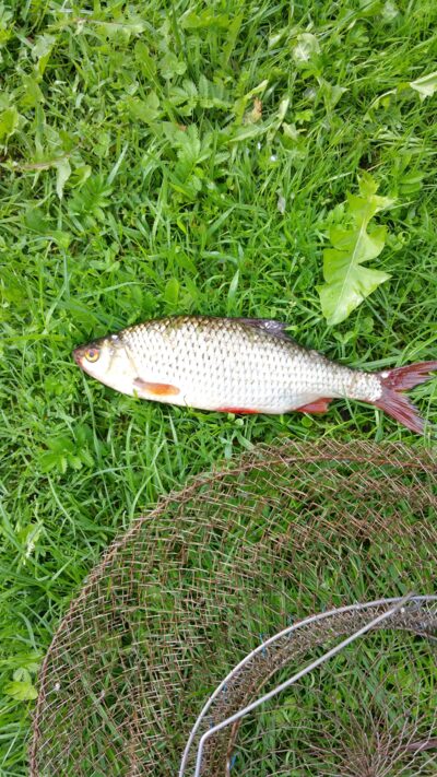 Roach, 0.4 kg — Žąslių