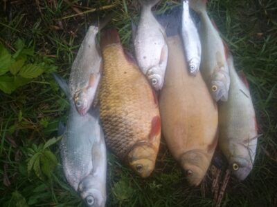 Crucian carp, 0.5 kg — Širvėnos