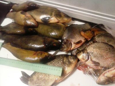Tench ×15