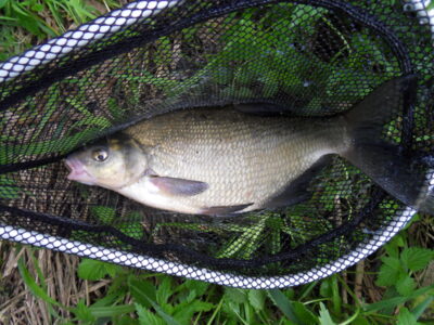 Carp bream — Шешупе
