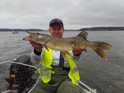Northern Pike, 2.6 kg