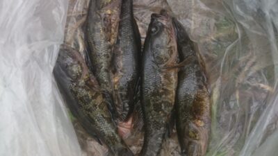 Black goby ×15