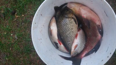 Carp bream — Neman River