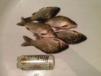 Crucian carp ×5