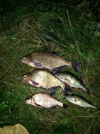 Carp bream, 1.5 kg — Baltis
