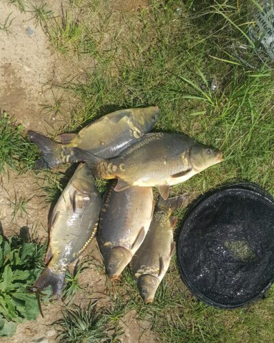 Mirror carp ×5