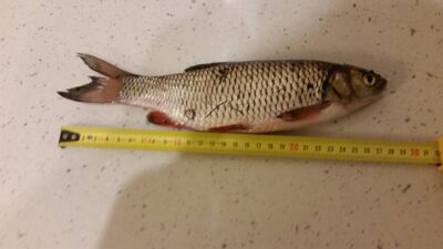 chub, 0.3 kg — Klaipėdos