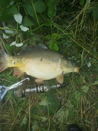 Mirror carp, 3.7 kg — Didžiulis