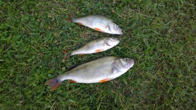 Eurasian perch ×3 — Kuršių