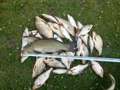 Tench, 1.2 kg — Šaukėnų I-asis