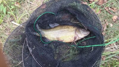 Tench, 0.5 kg