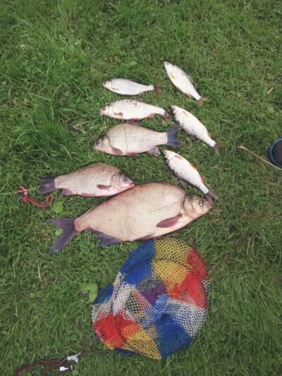 Carp bream, 1.5 kg