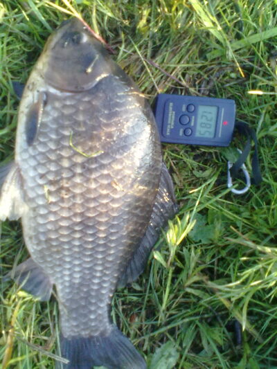 Prussian carp, 1.3 kg — Karklėnų