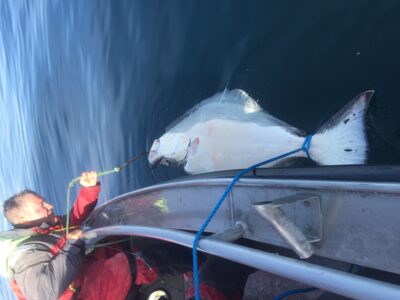 Turbot, 80.0 kg — Norwegian Sea