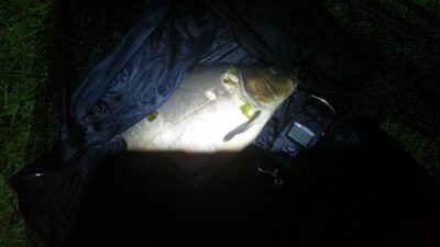 Mirror carp, 1.6 kg — Ekrano gamyklos