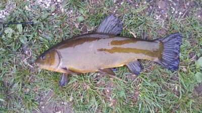 Tench