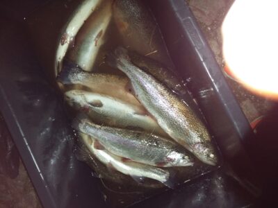 Brown Trout ×9