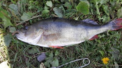 Eurasian perch, 1.0 kg — Laukžemių