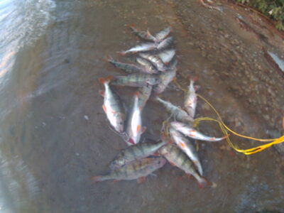 Eurasian perch ×28 — Kuršių