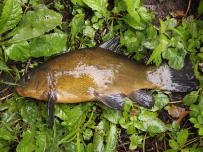 Tench, 0.7 kg — Zalvys