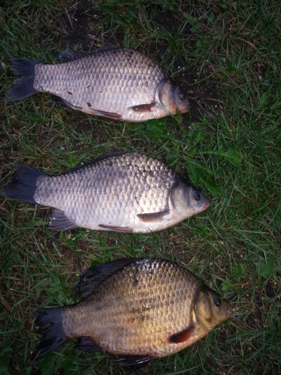 Prussian carp ×3