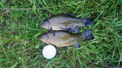 Tench ×2 — Daubarių