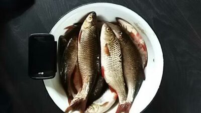Roach, 0.2 kg — Dringis
